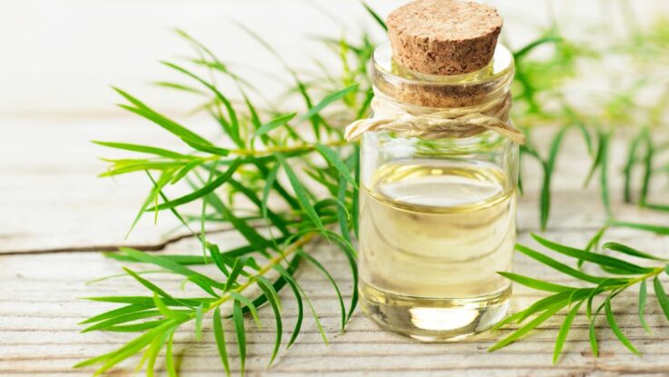 Is Tea Tree Essential Oil Bad For Cats